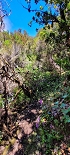 Plants: image 56 Of 208 Thumb